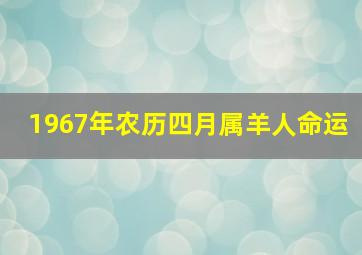 1967年农历四月属羊人命运