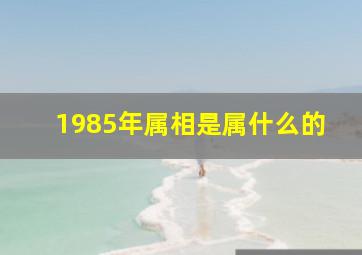 1985年属相是属什么的