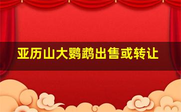 亚历山大鹦鹉出售或转让