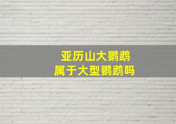 亚历山大鹦鹉属于大型鹦鹉吗