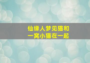 仙缘人梦见猫和一窝小猫在一起