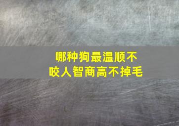 哪种狗最温顺不咬人智商高不掉毛