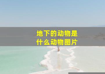 地下的动物是什么动物图片