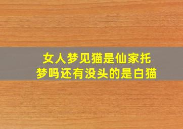 女人梦见猫是仙家托梦吗还有没头的是白猫