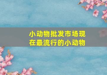 小动物批发市场现在最流行的小动物