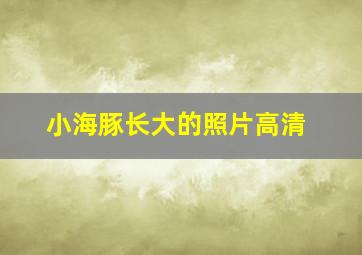 小海豚长大的照片高清