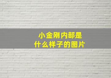 小金刚内部是什么样子的图片