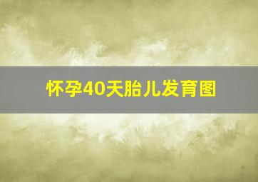 怀孕40天胎儿发育图