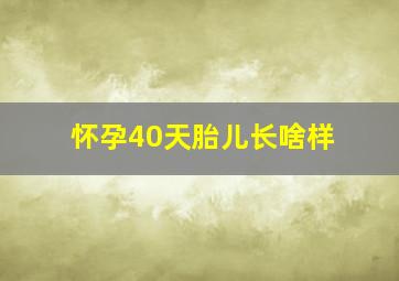 怀孕40天胎儿长啥样