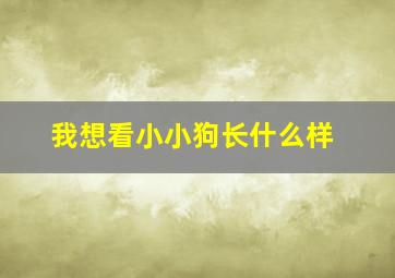 我想看小小狗长什么样