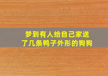 梦到有人给自己家送了几条鸭子外形的狗狗