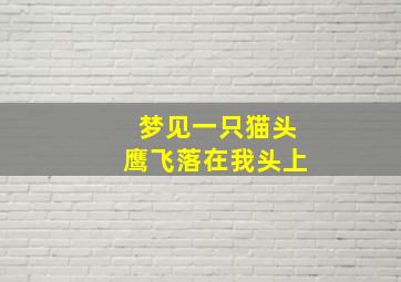 梦见一只猫头鹰飞落在我头上