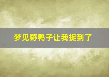 梦见野鸭子让我捉到了