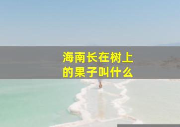 海南长在树上的果子叫什么