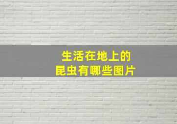 生活在地上的昆虫有哪些图片