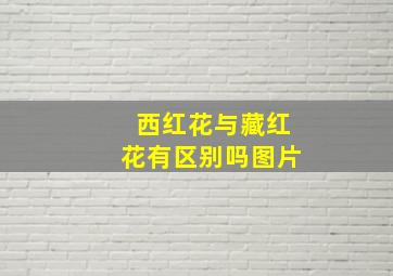 西红花与藏红花有区别吗图片