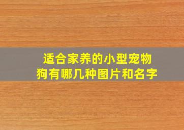 适合家养的小型宠物狗有哪几种图片和名字